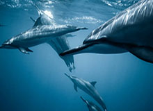 世界杯官方入口下载-绿军黄蜂商讨海沃德先签后换 夏洛特横竖都是亏？